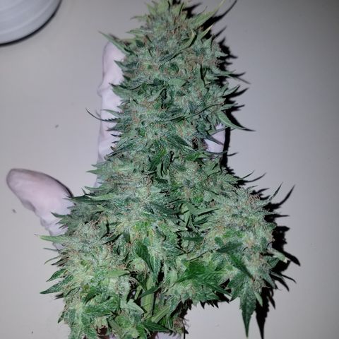 Meph Bag growlog timeline photo