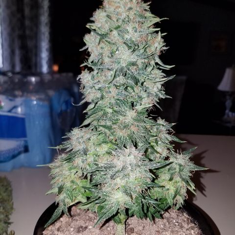 Meph Bag growlog timeline photo
