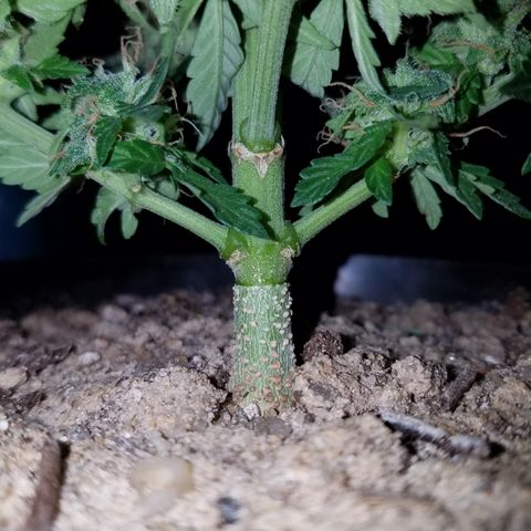 Meph Bag growlog timeline photo