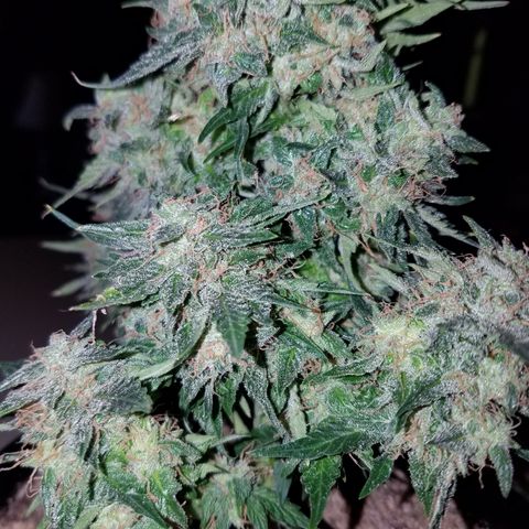 Meph Bag growlog timeline photo