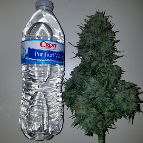 Meph Bag growlog timeline photo