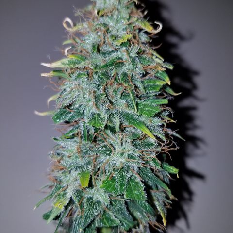 Super Orange Haze  growlog timeline photo