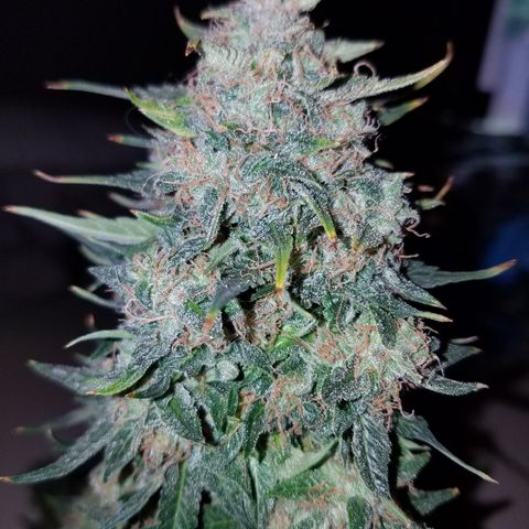 Meph Bag growlog timeline photo
