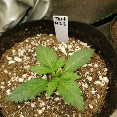 Test #15 growlog timeline photo