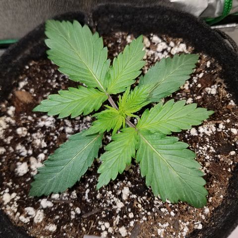 Test #15 growlog timeline photo