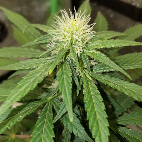 Auto Gelat.OG growlog timeline photo