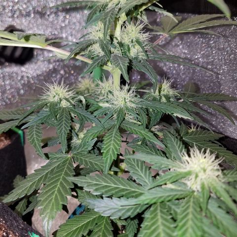 Auto Gelat.OG growlog timeline photo
