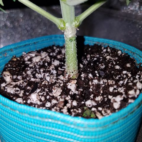 Auto Gelat.OG growlog timeline photo