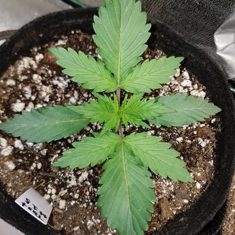 Test #15 growlog timeline photo