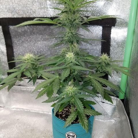 Auto Gelat.OG growlog timeline photo