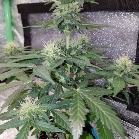 Auto Gelat.OG growlog timeline photo