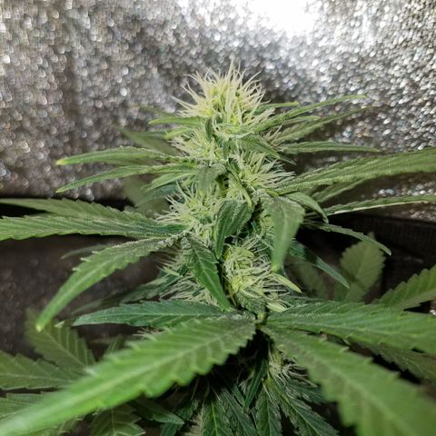 Auto Gelat.OG growlog timeline photo
