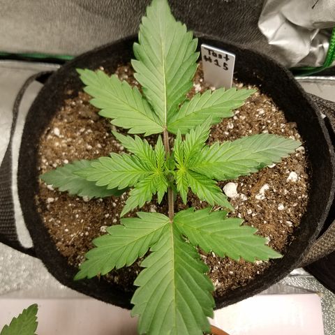 Test #15 growlog timeline photo