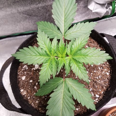 Test #15 growlog timeline photo