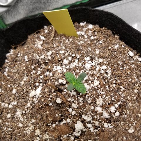 Purple Kush 1:1 growlog timeline photo