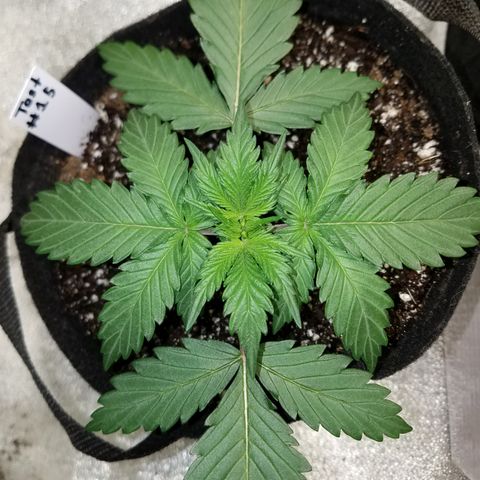 Test #15 growlog timeline photo