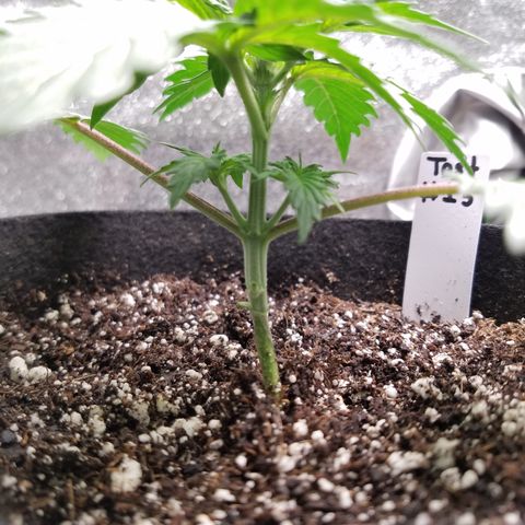 Test #15 growlog timeline photo