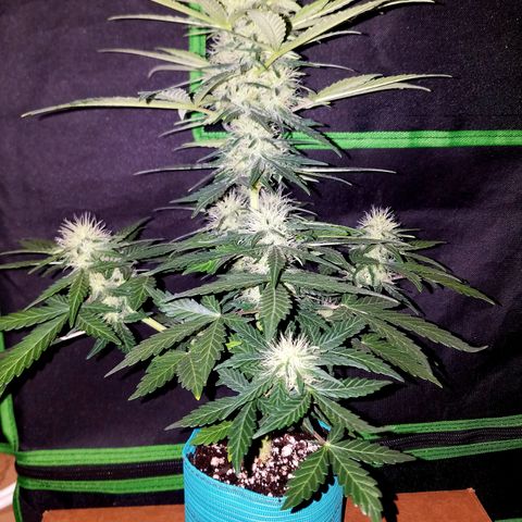 Auto Gelat.OG growlog timeline photo
