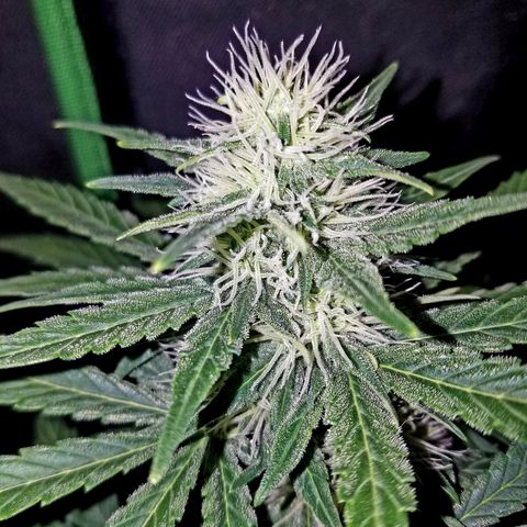 Auto Gelat.OG growlog timeline photo