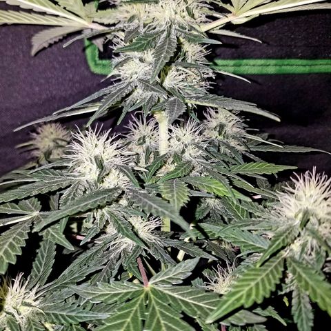 Auto Gelat.OG growlog timeline photo