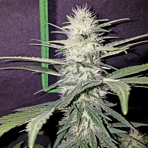 Auto Gelat.OG growlog timeline photo