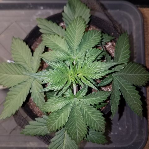 Test #15 growlog timeline photo