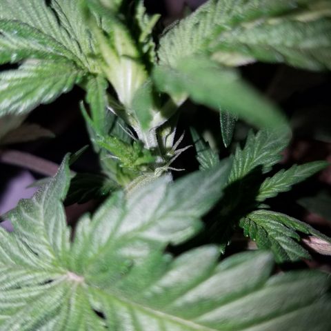 Test #15 growlog timeline photo