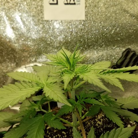Test #15 growlog timeline photo