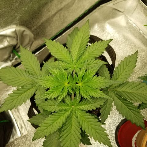Test #15 growlog timeline photo
