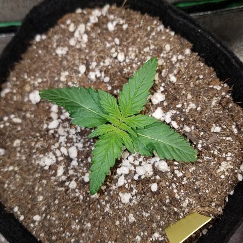 Purple Kush 1:1 growlog timeline photo