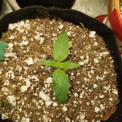 Solodiol CBD Auto growlog timeline photo