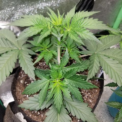 Test #15 growlog timeline photo