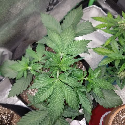 Test #15 growlog timeline photo