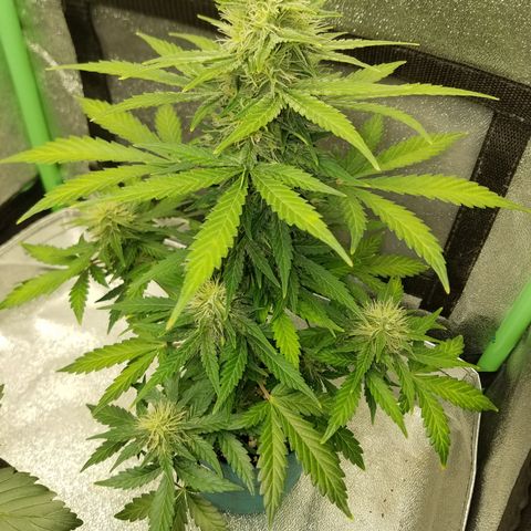 Auto Gelat.OG growlog timeline photo
