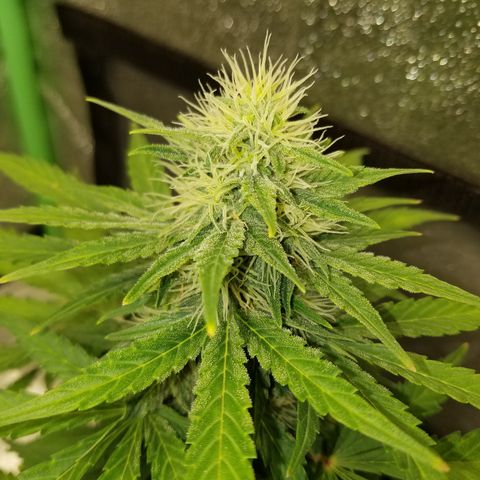 Auto Gelat.OG growlog timeline photo