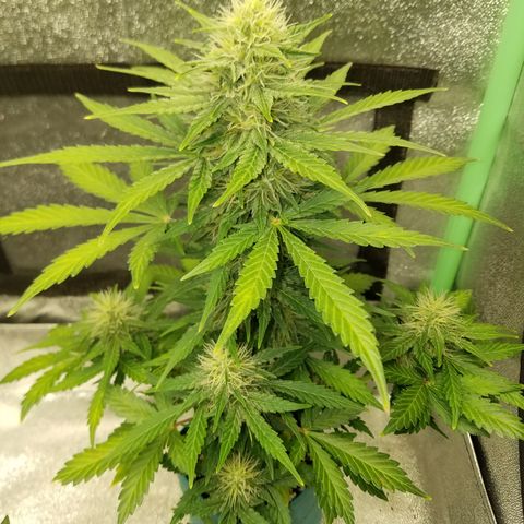 Auto Gelat.OG growlog timeline photo