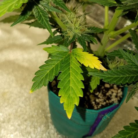 Auto Gelat.OG growlog timeline photo