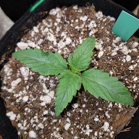 Solodiol CBD Auto growlog timeline photo