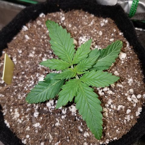 Purple Kush 1:1 growlog timeline photo