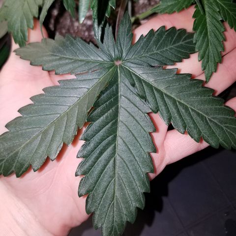Test #15 growlog timeline photo