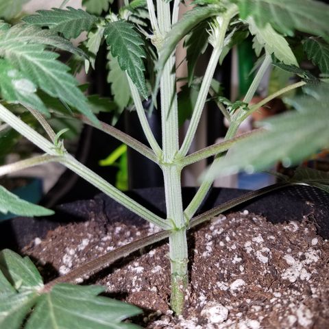 Test #15 growlog timeline photo
