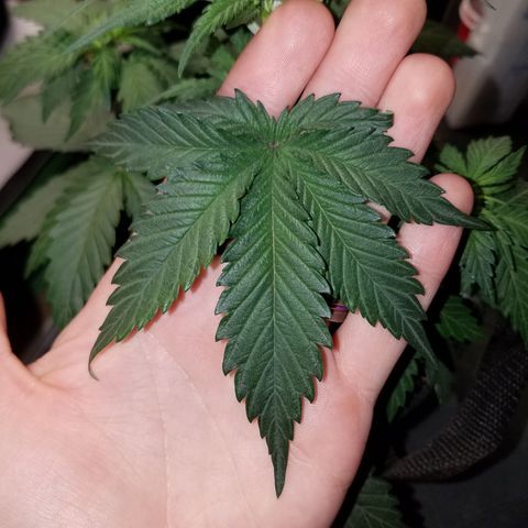 Test #15 growlog timeline photo