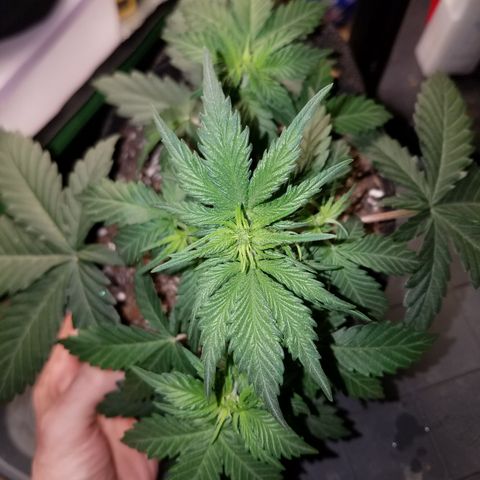 Test #15 growlog timeline photo