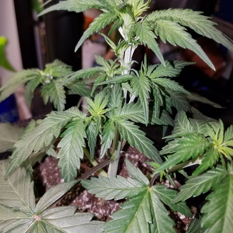 Test #15 growlog timeline photo