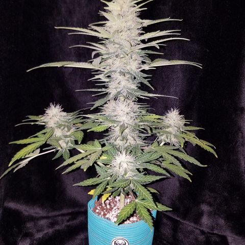 Auto Gelat.OG growlog timeline photo