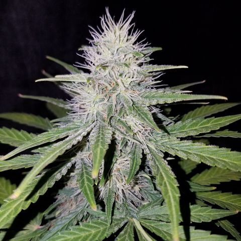 Auto Gelat.OG growlog timeline photo