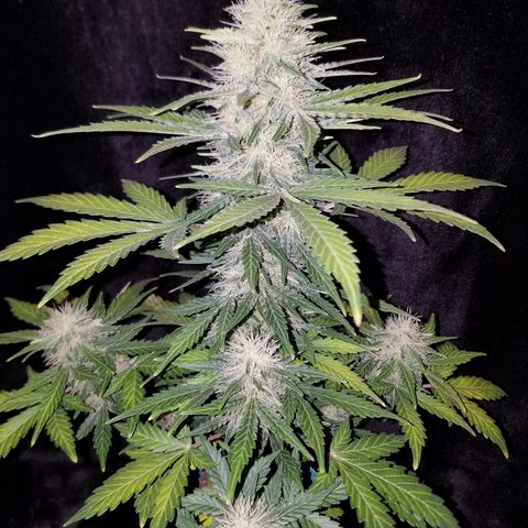 Auto Gelat.OG growlog timeline photo