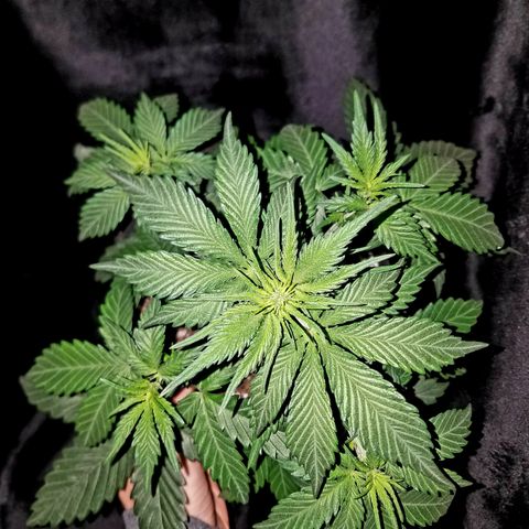 Test #15 growlog timeline photo