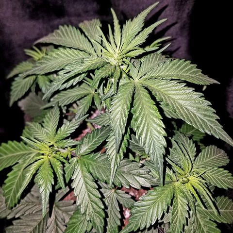 Test #15 growlog timeline photo