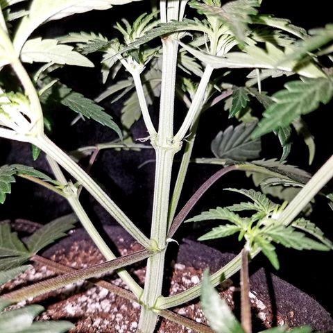 Test #15 growlog timeline photo
